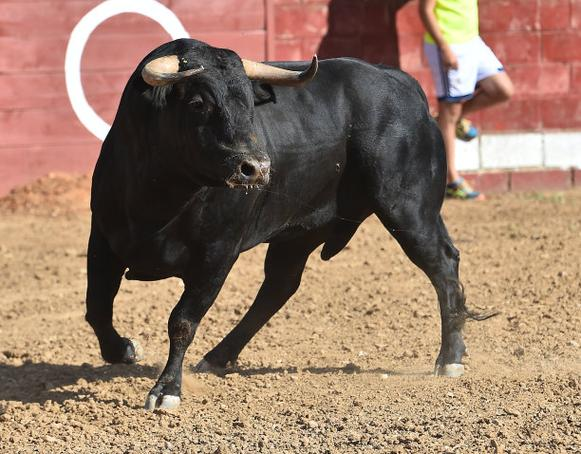  穆古鲁扎赛事官方发布败北新规，西班牙队争议不断！